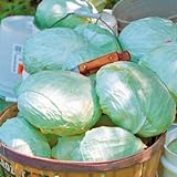 photo: You can buy Park Seed Tropic Giant Hybrid Cabbage Seeds, Big Heads, Pack of 100 online, best price $7.95 new 2024-2023 bestseller, review