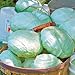 photo Park Seed Tropic Giant Hybrid Cabbage Seeds, Big Heads, Pack of 100 2023-2022