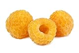 photo: You can buy Anne Golden Raspberry Plants-Bare Root Canes–Sweet Tropical Flavor-Certified Disease & Virus Free- (5 Canes) online, best price $54.95 new 2024-2023 bestseller, review