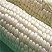 foto 200pcs / bolsas semillas de maíz, dulce rico en blanco, semillas de granos sin GMO para plantar jardín yarda al aire libre Semillas de maíz 2024-2023