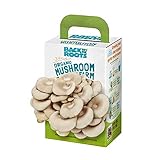 photo: You can buy Back to the Roots Organic Mini Mushroom Grow Kit, Harvest Gourmet Oyster Mushrooms In 10 days, Top Gardening Gift, Holiday Gift, & Unique Gift online, best price $12.94 new 2024-2023 bestseller, review
