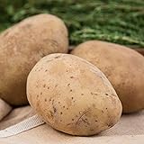 photo: You can buy Kennebec Seed Potato - Productive and Easy to Grow - Includes one 2-lb Bag - Can't Ship to States of ID, ME, MT, or NE online, best price $19.99 new 2024-2023 bestseller, review