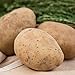 photo Kennebec Seed Potato - Productive and Easy to Grow - Includes one 2-lb Bag - Can't Ship to States of ID, ME, MT, or NE 2024-2023