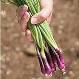 photo: You can buy David's Garden Seeds Bunching Onion Deep Purple 1565 (White) 200 Non-GMO, Open Pollinated Seeds online, best price $3.45 new 2024-2023 bestseller, review