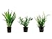 foto Tropica Pflanzen Set mit 3 Javarfarn Aquariumpflanzen Wasserpflanzen Nr.16 2024-2023