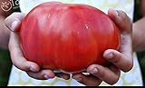 foto: comprar 200 semillas de tomate grande gigante de tomate carne híbrido semillas Semillas NO-OGM vegetales para la plantación de jardín de casa on-line, mejor precio 5,99 € nuevo 2024-2023 éxito de ventas, revisión