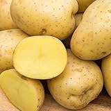 photo: You can buy Yukon Gold Seed Potato - Best Early Eating Potato on The Market - Includes one 2-lb Bag - Can't Ship to States of ID, ME, MT, or NE online, best price $16.99 ($1.70 / Count) new 2024-2023 bestseller, review