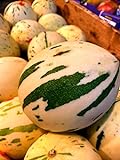 photo: You can buy 10 Snowball Melon Seeds | Hard to Find- Ships from Iowa, USA - Snow Leopard Melon Seeds online, best price $10.96 ($1.10 / Count) new 2024-2023 bestseller, review