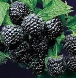 photo: You can buy Super Flavor Sweet Berries, Jewel Black Raspberry Potted Plant online, best price $24.95 new 2024-2023 bestseller, review