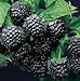photo Super Flavor Sweet Berries, Jewel Black Raspberry Potted Plant 2024-2023