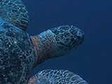 photo: You can buy The Great Barrier Reef online, best price $1.99 new 2024-2023 bestseller, review