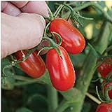photo: You can buy Red Grape Tomato Seeds (20+ Seeds) | Non GMO | Vegetable Fruit Herb Flower Seeds for Planting | Home Garden Greenhouse Pack online, best price $3.69 ($0.18 / Count) new 2024-2023 bestseller, review