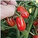 photo Red Grape Tomato Seeds (20+ Seeds) | Non GMO | Vegetable Fruit Herb Flower Seeds for Planting | Home Garden Greenhouse Pack 2024-2023
