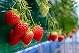 photo: You can buy Everbearing Garden Strawberry Seeds - 200+ Seeds - Grow Red Strawberry Vines - Made in USA, Ships from Iowa. online, best price $8.49 new 2024-2023 bestseller, review
