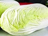 foto: comprar 100 piezas semillas de repollo chino hojas verdes claras verduras no GMO para plantar al aire libre adaptabilidad fuerte fácil de germinar on-line, mejor precio 4,99 € nuevo 2024-2023 éxito de ventas, revisión