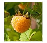 photo: You can buy 3 Anne Golden EverBearing Raspberry Plants - Large 2 Year Old Plant - Large Sweet online, best price $39.95 new 2024-2023 bestseller, review