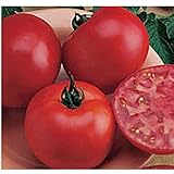 photo: You can buy Burpee Big Boy Tomato Seeds (20+ Seeds) | Non GMO | Vegetable Fruit Herb Flower Seeds for Planting | Home Garden Greenhouse Pack online, best price $4.69 ($0.23 / Count) new 2024-2023 bestseller, review