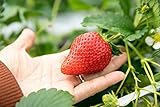 foto: jetzt Riesen Erdbeere 10 Samen (Strawberry Giant) Online, bester Preis 1,79 € neu 2024-2023 Bestseller, Rezension