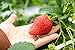 foto Riesen Erdbeere 10 Samen (Strawberry Giant) 2022-2021