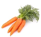 photo: You can buy 500 Scarlet Nantes Carrot Seeds for Planting - Heirloom Non-GMO USA Grown Vegetable Seeds for Planting by RDR Seeds online, best price $5.79 new 2024-2023 bestseller, review