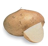 photo: You can buy Jicama Root Seeds - 20 Large Seeds. Jicama Plants Produce Several Bulbs Like Potatoes online, best price $13.99 ($0.70 / Count) new 2024-2023 bestseller, review
