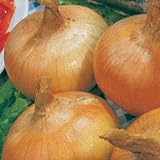 photo: You can buy Park Seed Granex Hybrid 33 Vidalia Style Sweet Yellow Onion Seeds, Pack of 200 Seeds online, best price $8.95 new 2024-2023 bestseller, review