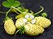 photo NIKA SEEDS - Fruit Alpine Strawberry Yellow - 100 Seeds 2024-2023