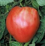 photo: You can buy 75+ Pink Oxheart Tomato Seeds- Heirloom Variety online, best price $4.99 new 2024-2023 bestseller, review