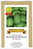 foto: jetzt Mexikanische Minigurke - Melothria scabra - sehr ertragreich - 20 Samen Online, bester Preis 2,65 € neu 2024-2023 Bestseller, Rezension