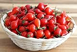 foto: jetzt Chili/Paprika Sweety Drops Rot - Pepper - sehr ertragreich - 10 Samen Online, bester Preis 1,70 € (1,70 € / count) neu 2024-2023 Bestseller, Rezension