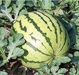 photo: You can buy Dixie Queen Watermelon Seeds, (Isla's Garden Seeds), 50 Heirloom Seeds Per Packet, Non GMO Seeds, Botanical Name: Citrullus lanatus online, best price $5.99 ($0.12 / Count) new 2024-2023 bestseller, review