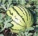 photo Dixie Queen Watermelon Seeds, (Isla's Garden Seeds), 50 Heirloom Seeds Per Packet, Non GMO Seeds, Botanical Name: Citrullus lanatus 2022-2021