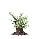 photo: You can buy Perfect Plants Tifblue Blueberry Live Plant, 1 Gallon, Includes Care Guide online, best price $26.86 new 2024-2023 bestseller, review