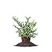 photo Perfect Plants Tifblue Blueberry Live Plant, 1 Gallon, Includes Care Guide 2024-2023