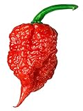 photo: You can buy Carolina Reaper Seeds - 400 Carolina Reaper Seeds for Planting - Hottest Pepper Seeds - Hottest Chili Pepper in The World - Organic, Non - GMO Carolina Reaper Plant Seeds online, best price $11.99 ($0.03 / Count) new 2024-2023 bestseller, review