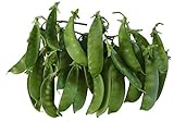 photo: You can buy Oregon Giant Snow Pea Seeds- 50 Count Seed Pack - Non-GMO - Finest Tasting, Most Vigorous Snow peas. Use Them for Colorful Tasty stir-Fry Recipes or eat raw. - Country Creek LLC online, best price $2.25 new 2024-2023 bestseller, review