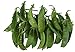 photo Oregon Giant Snow Pea Seeds- 50 Count Seed Pack - Non-GMO - Finest Tasting, Most Vigorous Snow peas. Use Them for Colorful Tasty stir-Fry Recipes or eat raw. - Country Creek LLC 2023-2022