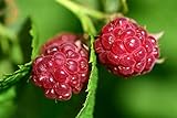 photo: You can buy Raspberry Bare Root - 2 Plants - Polana Raspberry Plant Produces Large, Firm Berries with Good Flavor - Wrapped in Coco Coir - GreenEase by ENROOT online, best price $27.99 new 2024-2023 bestseller, review