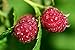 photo Raspberry Bare Root - 2 Plants - Polana Raspberry Plant Produces Large, Firm Berries with Good Flavor - Wrapped in Coco Coir - GreenEase by ENROOT 2023-2022