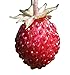 foto Wald-Erdbeere (Fragaria vesca) 20 Samen auch Monatserdbeere genannt 2023-2022
