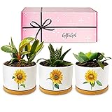 photo: You can buy GIFTAGIRL Sunflower Décor Gifts - Pretty Sunflower Mothers Day or Birthday Gifts, Like Our Super Cute Pots are Unique Gifts for Sunflower Lovers for any Occasion and Arrive Beautifully Gift Boxed online, best price $29.99 new 2024-2023 bestseller, review