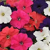 photo: You can buy Outsidepride Petunia Hybrida Flower Seed Mix - 5000 Seeds online, best price $6.49 new 2024-2023 bestseller, review