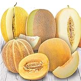 photo: You can buy NIKA SEEDS - Friut Cantaloupe Sweet Big Five Mix - 10-20 Seeds online, best price $5.95 new 2024-2023 bestseller, review
