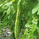 photo: You can buy 50 Pcs Non-GMO Bitter Gourd Seeds Bitter Melon Seeds Bitter Squash Seeds Balsam Pear online, best price $7.99 new 2024-2023 bestseller, review