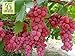 foto RWS Semillas en vivo - las uvas Red Globe dulce gigante Live 10 semillas 2024-2023