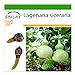 foto SAFLAX - Calabaza de peregrino - 15 semillas - Con sustrato estéril para cultivo - Lagenaria siceraria 2024-2023