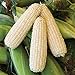 foto 50 piezas de semillas de maíz blanco vegetales naturales raros tolerantes a la sequía para plantar al aire libre fácil germinación crecimiento rápido, jardineros novatos adecuados 2024-2023