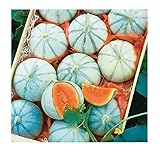 photo: You can buy David's Garden Seeds Fruit Melon Savor (Orange) 25 Non-GMO, Hybrid Seeds online, best price $3.45 new 2024-2023 bestseller, review