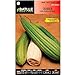 foto ScoutSeed Batlle semillas de hortalizas - calabaza Luffa (semillas) 2024-2023