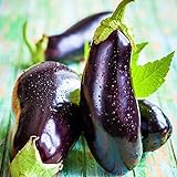 photo: You can buy Eggplant Seed, Black Beauty, Heirloom, Non GMO, 50 Seeds, Vegetable online, best price $2.29 ($0.05 / Count) new 2024-2023 bestseller, review